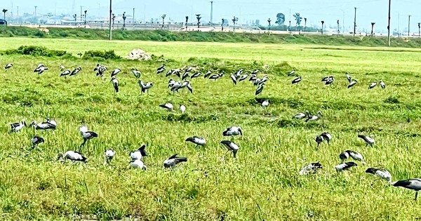 Loài chim quý hiếm trong Sách đỏ Việt Nam xuất hiện ngoài đồng, người dân tò mò