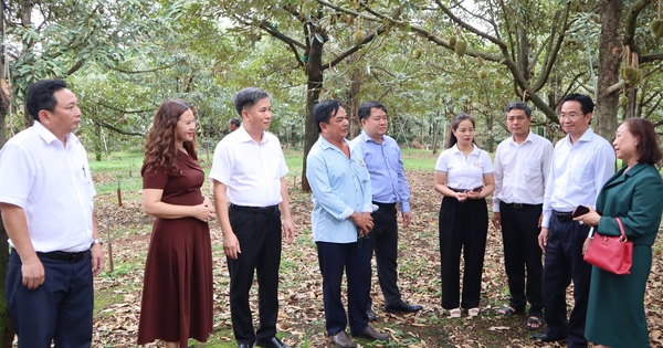 Đồng Nai: Kết nối, xây dựng chuỗi liên kết bền vững cho 'vua của các loại trái cây'