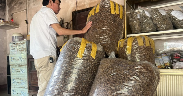 Thu mua xác ve sầu ở Tây nguyên 