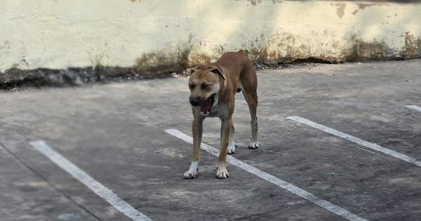 Thả rông chó gây chết người, chủ nuôi có thể bị truy cứu trách nhiệm hình sự