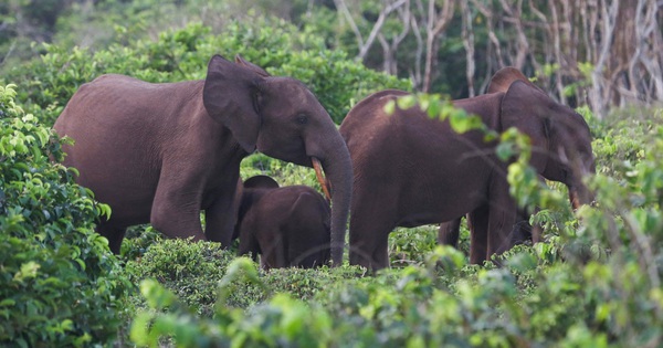 Triệu phú Mỹ đi săn thú bị voi giẫm chết