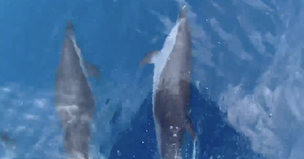 Khoảng 100 con cá heo xuất hiện tại biển Quy Nhơn, ngư dân nói ‘điềm lành’