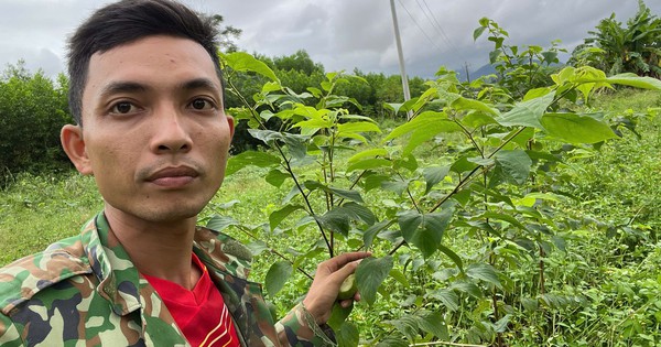 6 năm gây dựng mô hình dược liệu trên đất đồi Quảng Ngãi