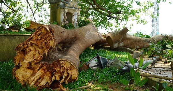 Nhánh cây đa di sản trăm tuổi gãy đổ, hàng chục người bên dưới hoảng hốt