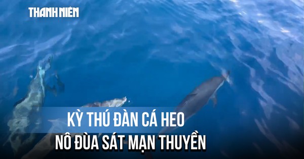 Kỳ thú đàn cá heo gần 100 con 'hộ tống' tàu ngư dân Gia Lai vào bờ