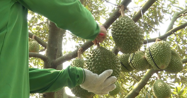 Phòng test đóng cửa, giá sầu riêng chạm đáy