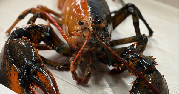 Phát hiện tôm hùm hai màu siêu hiếm tại Mỹ