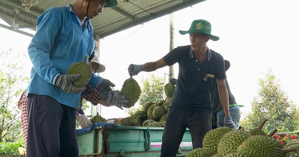 Nguyên nhân sầu riêng rớt giá mạnh