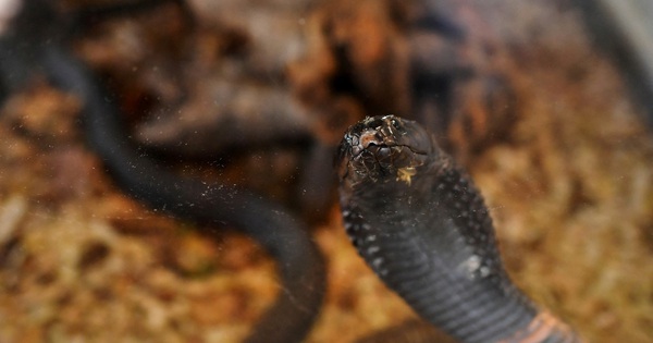 Rắn bò vào quần, cắn chết du khách Đức tại Ai Cập