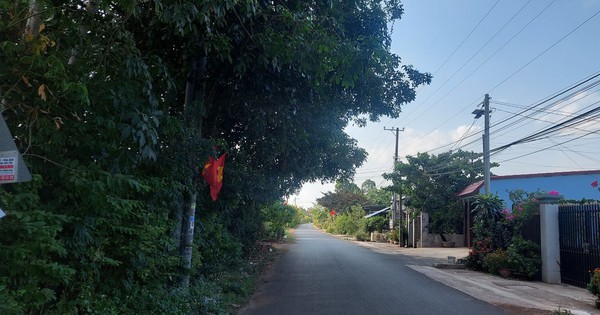 Cây xanh xòe tán ra đường