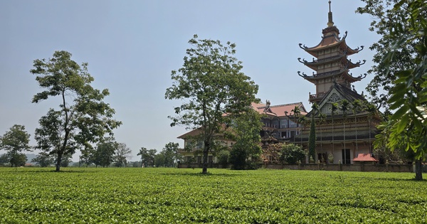 Vì sao Gia Lai kiên quyết giữ 62 ha chè Biển Hồ dù sản xuất thua lỗ?