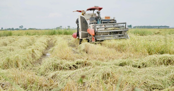 Nông dân gặp khó vì giá lúa thấp, giá phân bón tăng cao