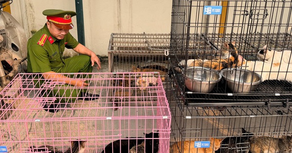 Bắt nhóm trộm mèo ở Hà Nội