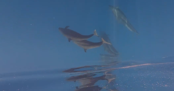 Hiện tượng hiếm gặp: Cá voi vờn sóng, phô diễn sống động ở Phú Quý