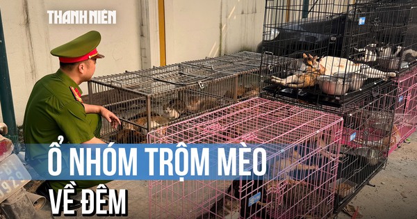 Lật tẩy ổ nhóm chuyên trộm mèo về đêm ở Hà Nội