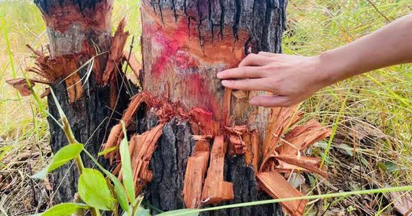 Lực lượng đông, vì sao vẫn mất rừng?