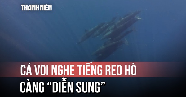 Cá voi vờn sóng đẹp như phim ở Phú Quý: Vì sao xuất hiện thành đàn?