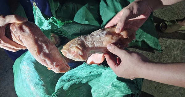 Bắt giữ nhiều lô thịt heo nhập lậu tràn về thị trường nội địa