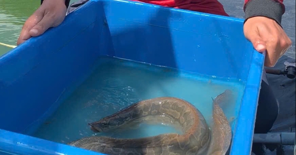 Nuôi 'sâm nước' miền Tây, mỗi năm lợi nhuận gần nửa tỉ đồng