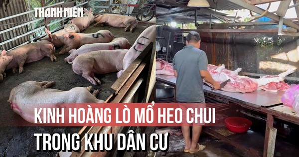 Kinh hoàng 2 lò giết mổ heo 'chui' trong hẻm sâu ở TP.HCM