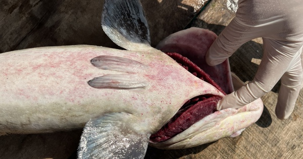 Cá bớp chết trắng lồng bè ở Lý Sơn, thiệt hại hơn 10 tỉ đồng