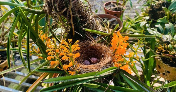 Đôi chim làm tổ trong khóm hoa lan nở rực, dân mạng xuýt xoa vì quá dễ thương