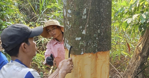 Khai thác cây quế hơn 50 năm tuổi ở Quảng Ngãi: Cao gần 30 m, cho 700 kg vỏ
