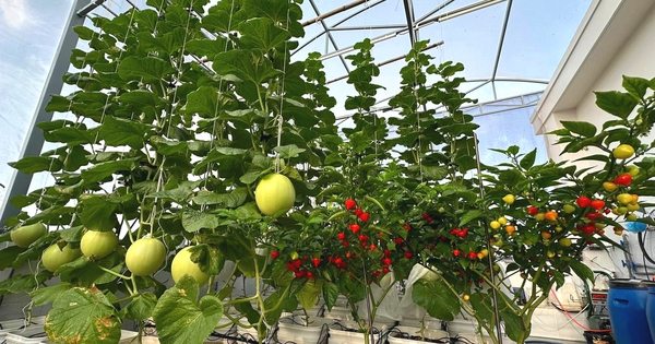 Nắng nóng gay gắt, đây là cách giữ khu vườn sân thượng xanh tốt...