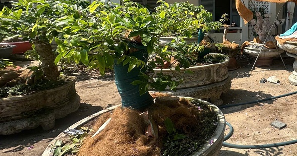 Côn Đảo xử phạt 3 triệu đồng, tịch thu 42 cây mai vàng do vi phạm quản lý lâm sản