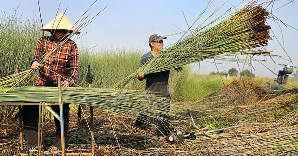 Cỏ bàng Đức Lập: Sợi cỏ thân thiện môi trường nhưng người trồng ngày càng chật vật