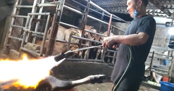 Phú Thọ chỉ đạo nóng vụ lò mổ 'chui' sau phản ánh của Báo Thanh Niên