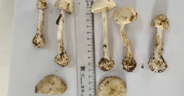 Cách nào để tránh ăn phải nấm độc?