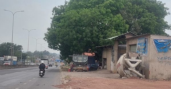 Tán cây xanh xòa ra đường