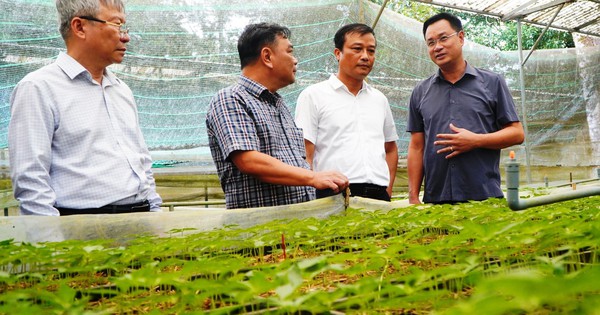 THACO bắt tay Đà Nẵng phát triển vùng sâm Ngọc Linh 8.000 ha