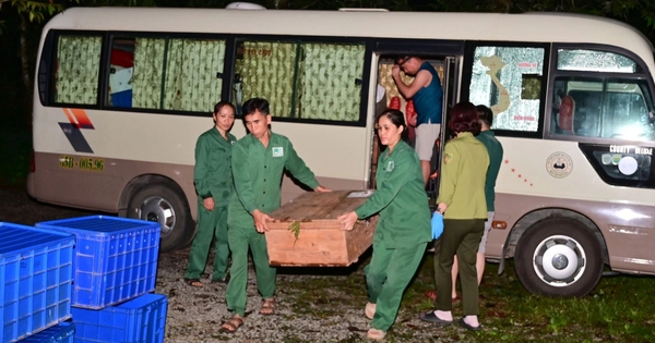 Hồi hương 28 con rùa quý hiếm từ Hàn Quốc