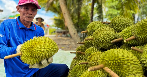 Bí quyết giúp nông dân trồng sầu riêng giữ giá ổn định
