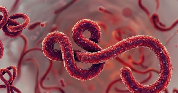 Ebola: Bệnh truyền nhiễm nguy hiểm, đợt bùng phát mới gây lo ngại
