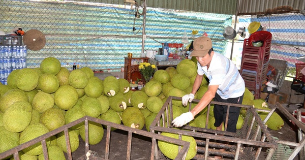 Giá mít liên tục lao dốc, nông dân gặp khó