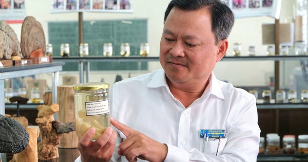 'Hồi sinh' những loài nấm quý hiếm