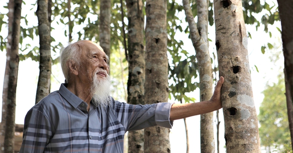 Nghề trầm dưới dãy Trường Sơn: Từ linh khí đại ngàn đến báu vật trong vườn nhà