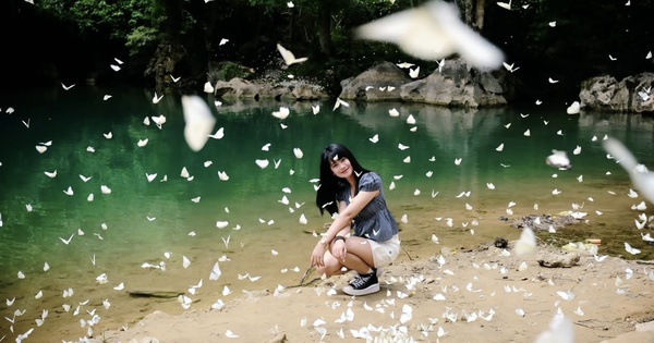 Mê mẩn mùa bướm trắng ở Phong Nha