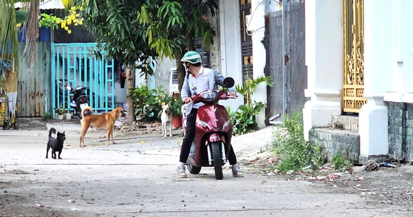 Nhận hơn 55 đơn phản ánh 'nỗi khiếp sợ', lực lượng chức năng vây bắt chó thả rông