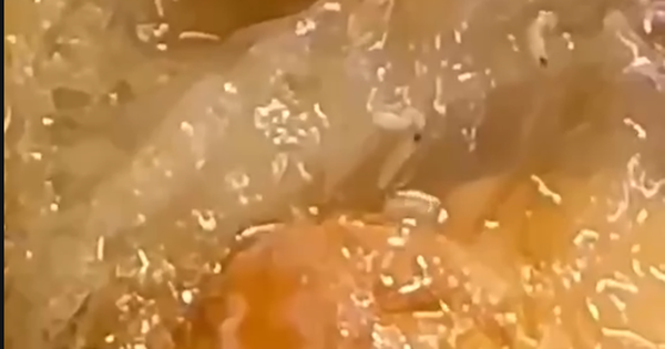 Dòi bò lúc nhúc trong hộp xôi mua tại tiệm bánh mì ở Quảng Trị