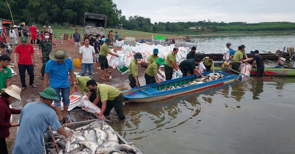 Cá bè trên hồ Trị An bất ngờ chết hàng loạt