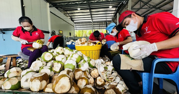 Nắng nóng kéo dài, giá dừa tươi tăng mạnh