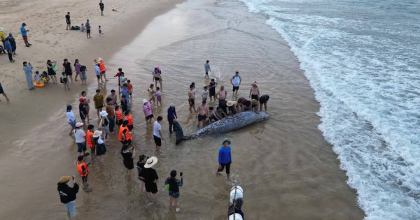 400 người đưa tang cá Ông sau nỗ lực giải cứu bất thành