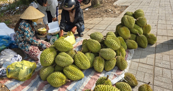 Sầu riêng rớt giá, nhà vườn mang ra lề đường bán lẻ