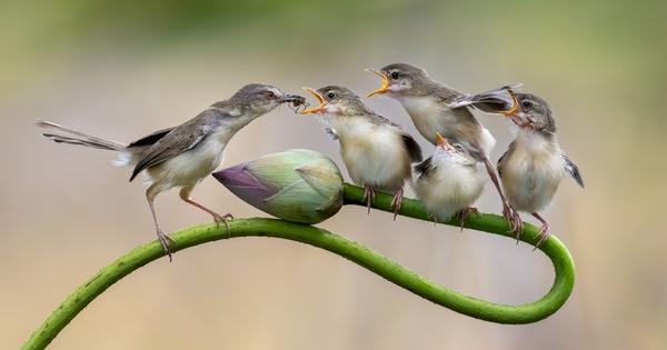 Khoảnh khắc chim chiền chiện mẹ mớm mồi giữa đồng sen Đồng Tháp