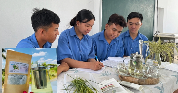 Sinh viên làm sản phẩm độc lạ: Trà từ lúa chét ST25