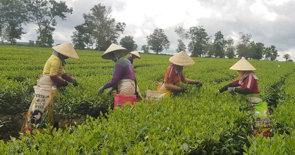 Từ Bàu Cạn ra thế giới: Hành trình hương chè trăm năm